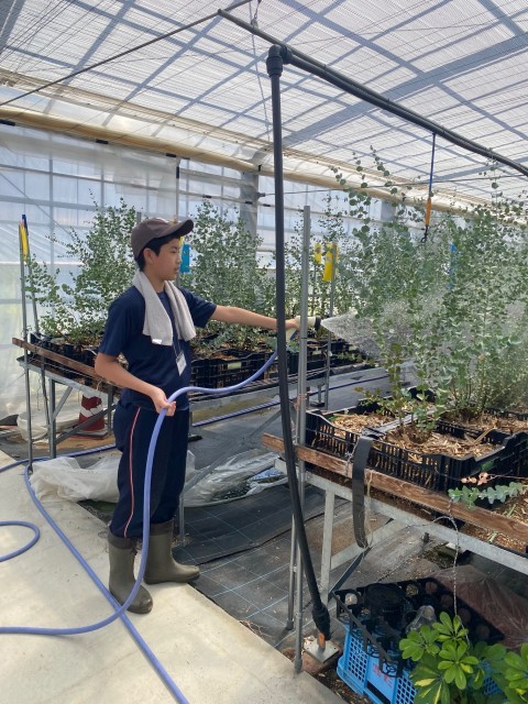 福相農園でハウス内の水まき作業